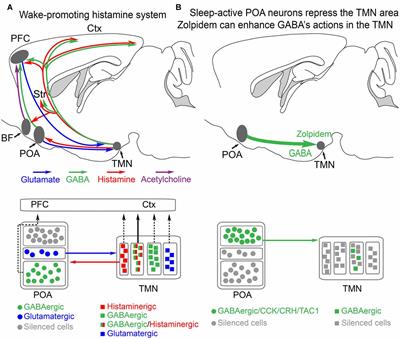 Sleep and Sedative States Induced by Targeting the Histamine and Noradrenergic Systems